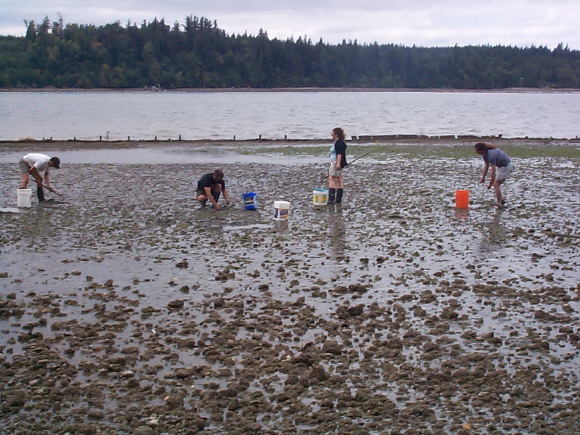 Clamming in mud (before they made us dump them out)