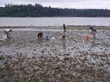 Clamming in mud (before they made us dump them out)